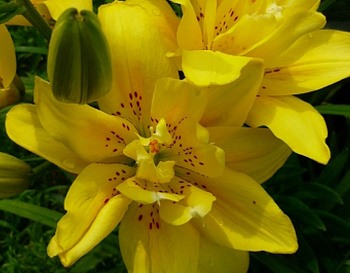 Лилия азиатская махровая Фата Моргана