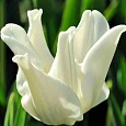 Тюльпан White Liberstar