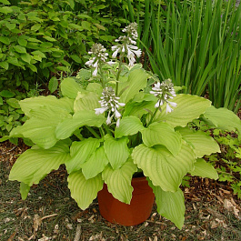 Хоста гибридная Ханибеллз