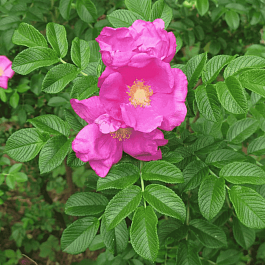 Шиповник морщинистый