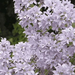 Колокольчик молочноцветковый