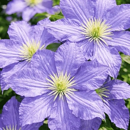 Клематис Vistula