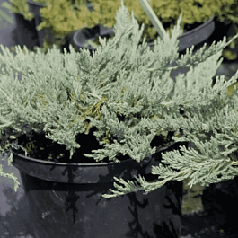 Можжевельник горизонтальный Blue Forest