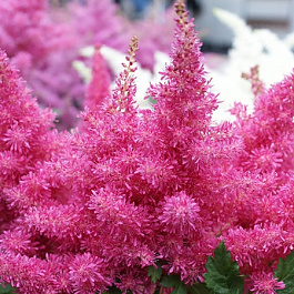 Астильба Арендса Драм энд Бэсс