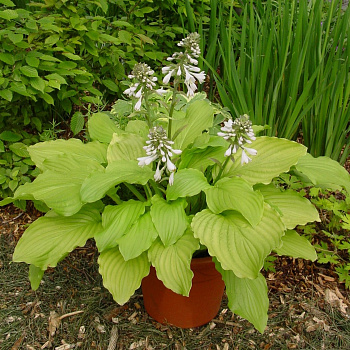 Хоста гибридная Ханибеллз