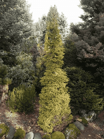 Ель обыкновенная Gold Dust
