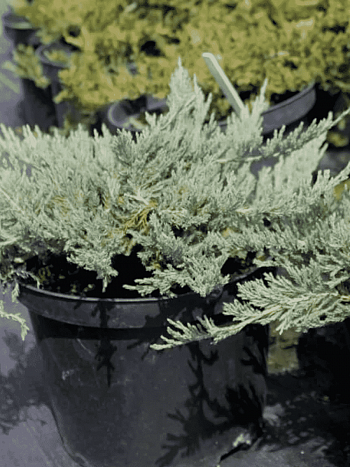 Можжевельник горизонтальный Blue Forest