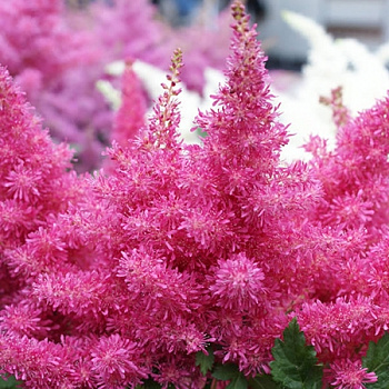 Астильба Арендса Драм энд Бэсс