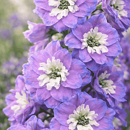 Дельфиниум  культурный Pacific Giant Camelliard