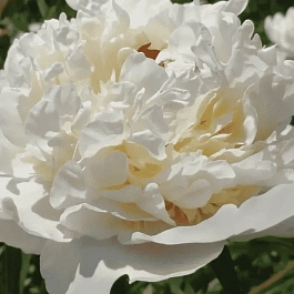 Пион Marie Lemoine