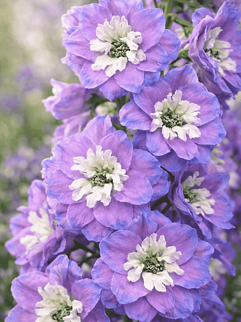 Дельфиниум  культурный Pacific Giant Camelliard