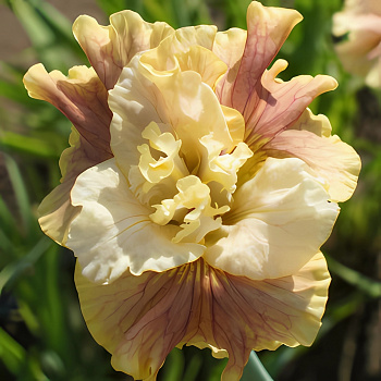 Ирис сибирский Wynne Magnolia