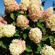 Гортензия метельчатая Little Fresco
