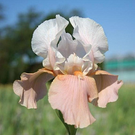 Ирис бородатый Фестив Скёт