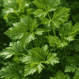 Сельдерей  листовой Нежность