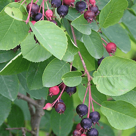 Ирга колосистая