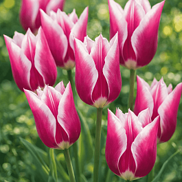 Тюльпан Claudia