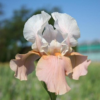 Ирис бородатый Фестив Скёт