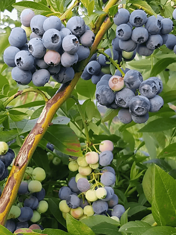 Голубика высокорослая Denis Blue