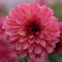 Георгина декоративная Бакарди