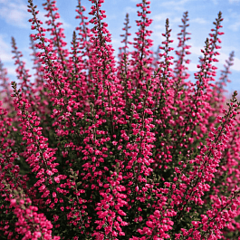 Вереск обыкновенный Selly