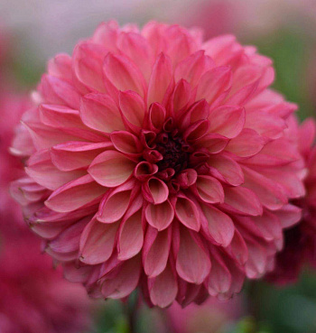 Георгина декоративная Бакарди