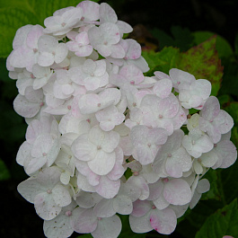 Гортензия крупнолистовая Брайд