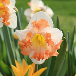 Нарцисс с расщеплённой коронкой Санни Герлфренд