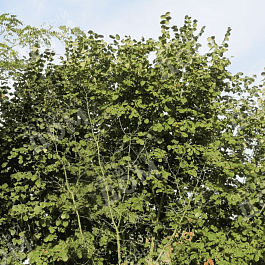 Фундук Webb's Prize Cob