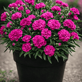 Гвоздика садовая BFF Purple