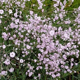 Гипсофила (Качим) метельчатая Rosenschleier