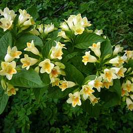 Вейгела Миддендорфа