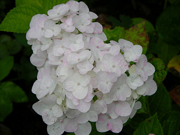 Гортензия крупнолистовая Брайд