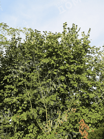 Фундук Webb's Prize Cob