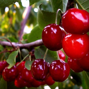 Вишня обыкновенная Лебедянская