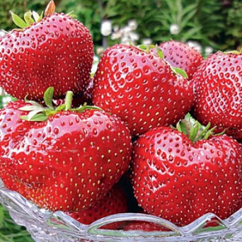 Земляника садовая Гигантелла Земляника садовая Гигантелла