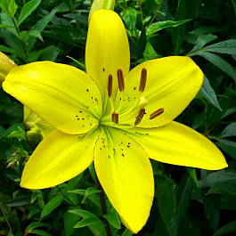 Лилия ЛА-гибрид Йеллоу Кокот