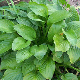 Хоста гибридная Фрейгрант Дрим НАБОР 2ШТ (1+1)