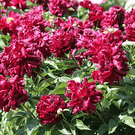 Пион Молочноцветковый Mons Martin Cahuzac