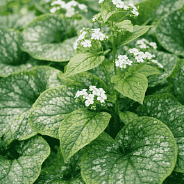 Бруннера крупнолистная White Zebra