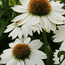 Эхинацея White Swan