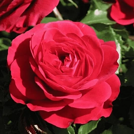 Роза флорибунда Mona Lisa