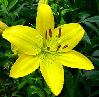 Лилия ЛА-гибрид Йеллоу Кокот