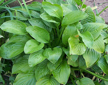 Хоста гибридная Фрейгрант Дрим НАБОР 2ШТ (1+1)