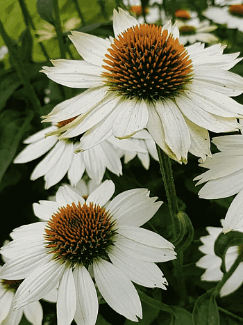 Эхинацея White Swan