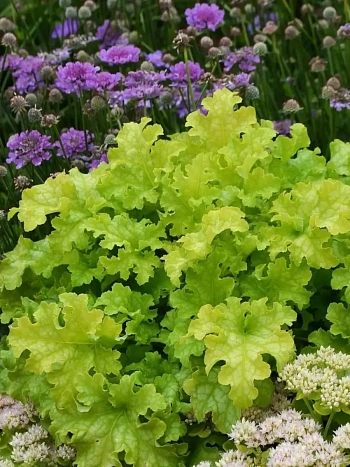 Гейхера Lime Ruffles