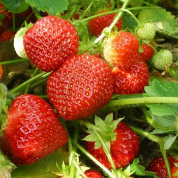 Земляника садовая Холидей