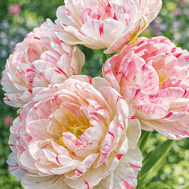 Тюльпан Махровый Dance Line