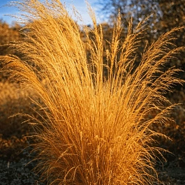 Молиния тростниковая Cordoba
