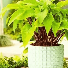 Хоста Gooseberry Sunday